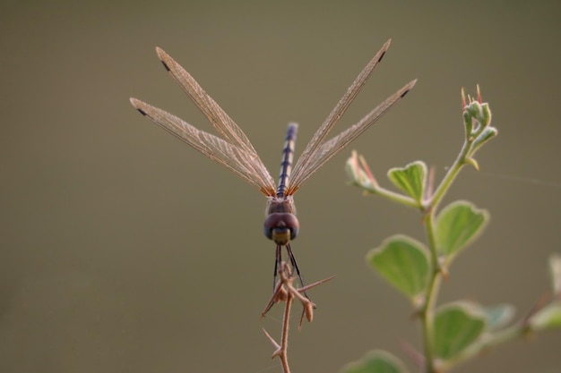 Battling the Menace of Chikungunya