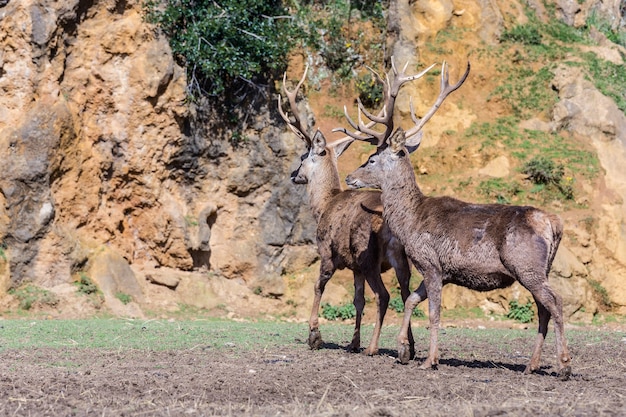 Top 15 Remarkable Game Reserves and Safari Parks in Kenya